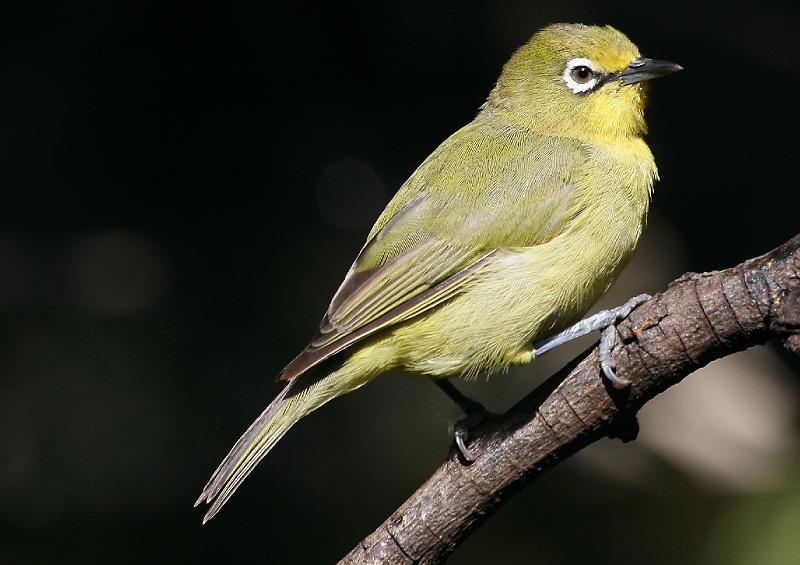 frieda 070.jpg - Kaapse Glasogie  Cape White-eye Daar kom verskille voor tussen hulle.